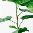 【直送】【人工観葉植物】アスカ/ウンベラータ(ポット付) グリーン/A-51028-51A ※返品・代引・キャンセル不可