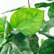 【直送】【人工観葉植物】アスカ/ウンベラータ(ポット付) グリーン/A-51028-51A ※返品・代引・キャンセル不可