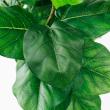 【直送】【人工観葉植物】アスカ/ウンベラータ(ポット付) グリーン/A-51028-51A ※返品・代引・キャンセル不可