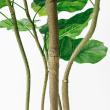【直送】【人工観葉植物】アスカ/ウンベラータ(ポット付) グリーン/A-51028-51A ※返品・代引・キャンセル不可