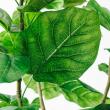 【直送】【人工観葉植物】アスカ/ウンベラータ(ポット付) グリーン/A-51028-51A ※返品・代引・キャンセル不可