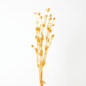 ドライ】アスカ/エリンジウム ピンク/AN80026-003 - 花材通販はなどん