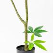 【直送】【人工観葉植物】アスカ/パキラ(ポット付) #051A グリーン/A-51036-51A ※代引返品キャンセル不可