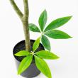 【直送】【人工観葉植物】アスカ/パキラ(ポット付) #051A グリーン/A-51036-51A ※代引返品キャンセル不可