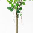 【直送】【人工観葉植物】アスカ/ファイカス(ポット付) #051A グリーン/A-51043-51A ※返品・代引・キャンセル不可