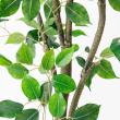 【直送】【人工観葉植物】アスカ/ファイカス(ポット付) #051A グリーン/A-51043-51A ※返品・代引・キャンセル不可