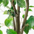 【直送】【人工観葉植物】アスカ/ファイカス(ポット付) #051A グリーン/A-51043-51A ※返品・代引・キャンセル不可