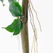 【直送】【人工観葉植物】アスカ/ファイカス(ポット付) #051A グリーン/A-51043-51A ※返品・代引・キャンセル不可