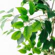 【直送】【人工観葉植物】アスカ/ファイカス(ポット付) #051A グリーン/A-51043-51A ※返品・代引・キャンセル不可
