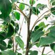 【直送】【人工観葉植物】アスカ/ファイカス(ポット付) #051A グリーン/A-51043-51A ※返品・代引・キャンセル不可