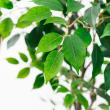【直送】【人工観葉植物】アスカ/ファイカス(ポット付) #051A グリーン/A-51043-51A ※返品・代引・キャンセル不可