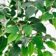 【直送】【人工観葉植物】アスカ/ファイカス(ポット付) #051A グリーン/A-51043-51A ※返品・代引・キャンセル不可