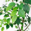 【直送】【人工観葉植物】アスカ/ファイカス(ポット付) #051A グリーン/A-51043-51A ※返品・代引・キャンセル不可