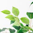 【直送】【人工観葉植物】アスカ/ファイカス(ポット付) #051A グリーン/A-51043-51A ※返品・代引・キャンセル不可