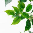 【直送】【人工観葉植物】アスカ/ファイカス(ポット付) #051A グリーン/A-51043-51A ※返品・代引・キャンセル不可