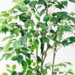 【直送】【人工観葉植物】アスカ/ファイカス(ポット付) #051A グリーン/A-51043-51A ※返品・代引・キャンセル不可
