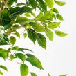 【直送】【人工観葉植物】アスカ/ファイカス(ポット付) #051A グリーン/A-51044-51A ※返品・代引・キャンセル不可