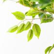【直送】【人工観葉植物】アスカ/ファイカス(ポット付) #051A グリーン/A-51044-51A ※返品・代引・キャンセル不可