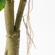 【直送】【人工観葉植物】アスカ/ファイカス(ポット付) #051A グリーン/A-51044-51A ※返品・代引・キャンセル不可
