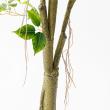 【直送】【人工観葉植物】アスカ/ファイカス(ポット付) #051A グリーン/A-51044-51A ※返品・代引・キャンセル不可