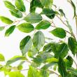 【直送】【人工観葉植物】アスカ/ファイカス(ポット付) #051A グリーン/A-51044-51A ※返品・代引・キャンセル不可