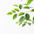【直送】【人工観葉植物】アスカ/ファイカス(ポット付) #051A グリーン/A-51044-51A ※返品・代引・キャンセル不可