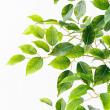 【直送】【人工観葉植物】アスカ/ファイカス(ポット付) #051A グリーン/A-51044-51A ※返品・代引・キャンセル不可