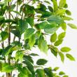 【直送】【人工観葉植物】アスカ/ファイカス(ポット付) #051A グリーン/A-51044-51A ※返品・代引・キャンセル不可