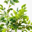【直送】【人工観葉植物】アスカ/ファイカス(ポット付) #051A グリーン/A-51044-51A ※返品・代引・キャンセル不可