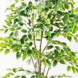 【直送】【人工観葉植物】アスカ/ファイカス(ポット付) #051A グリーン/A-51044-51A ※返品・代引・キャンセル不可