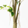 【直送】【人工観葉植物】アスカ/ファイカス(ポット付) #051A グリーン/A-51044-51A ※返品・代引・キャンセル不可
