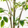 【直送】【人工観葉植物】アスカ/ファイカス(ポット付) #051A グリーン/A-51044-51A ※返品・代引・キャンセル不可