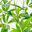 【直送】【人工観葉植物】アスカ/パキラ(ポット付) グリーン/A-51065-51A ※返品・代引・キャンセル不可