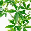 【直送】【人工観葉植物】アスカ/パキラ(ポット付) グリーン/A-51065-51A ※返品・代引・キャンセル不可