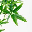 【直送】【人工観葉植物】アスカ/パキラ(ポット付) グリーン/A-51065-51A ※返品・代引・キャンセル不可