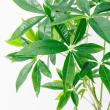 【直送】【人工観葉植物】アスカ/パキラ(ポット付) グリーン/A-51065-51A ※返品・代引・キャンセル不可