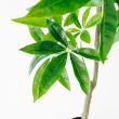 【直送】【人工観葉植物】アスカ/パキラ(ポット付) グリーン/A-51065-51A ※返品・代引・キャンセル不可