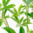 【直送】【人工観葉植物】アスカ/パキラ(ポット付) グリーン/A-51065-51A ※返品・代引・キャンセル不可