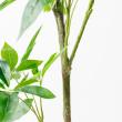 【直送】【人工観葉植物】アスカ/パキラ(ポット付) グリーン/A-51065-51A ※返品・代引・キャンセル不可