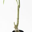 【直送】【人工観葉植物】アスカ/パキラ(ポット付) グリーン/A-51065-51A ※返品・代引・キャンセル不可