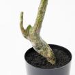 【直送】【人工観葉植物】アスカ/パキラ(ポット付) グリーン/A-51065-51A ※返品・代引・キャンセル不可