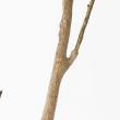 【直送】【人工観葉植物】アスカ/アセビ(ポット付) グリーン  ※返品・代引・キャンセル不可/A-51062-51A