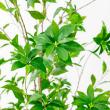 【直送】【人工観葉植物】アスカ/アセビ(ポット付) グリーン  ※返品・代引・キャンセル不可/A-51062-51A