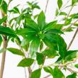 【直送】【人工観葉植物】アスカ/アセビ(ポット付) グリーン  ※返品・代引・キャンセル不可/A-51062-51A