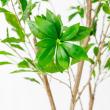 【直送】【人工観葉植物】アスカ/アセビ(ポット付) グリーン  ※返品・代引・キャンセル不可/A-51062-51A