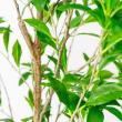 【直送】【人工観葉植物】アスカ/アセビ(ポット付) グリーン  ※返品・代引・キャンセル不可/A-51062-51A