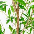 【直送】【人工観葉植物】アスカ/アセビ(ポット付) グリーン  ※返品・代引・キャンセル不可/A-51062-51A