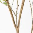 【直送】【人工観葉植物】アスカ/アセビ(ポット付) グリーン  ※返品・代引・キャンセル不可/A-51062-51A