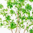 【直送】【人工観葉植物】アスカ/アセビ(ポット付) グリーン  ※返品・代引・キャンセル不可/A-51062-51A