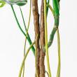 【直送】【人工観葉植物】アスカ/モンステラ(ポット付) グリーン  ※返品・代引・キャンセル不可/A-51066-51A